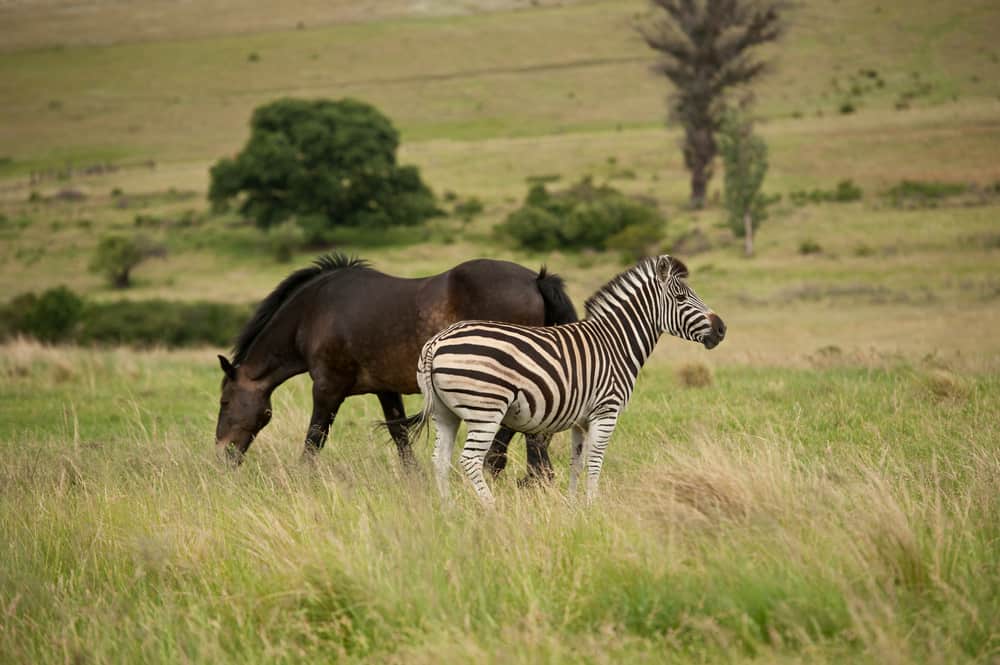 Zebra Vs Horse Can You Ride Zebras Like Horses