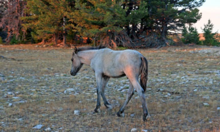 10 Most Common Blue Roan Horse Breeds (With Pictures)