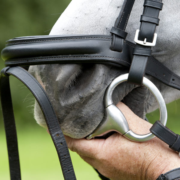 Types of Horse Bits: Which is Right for You?