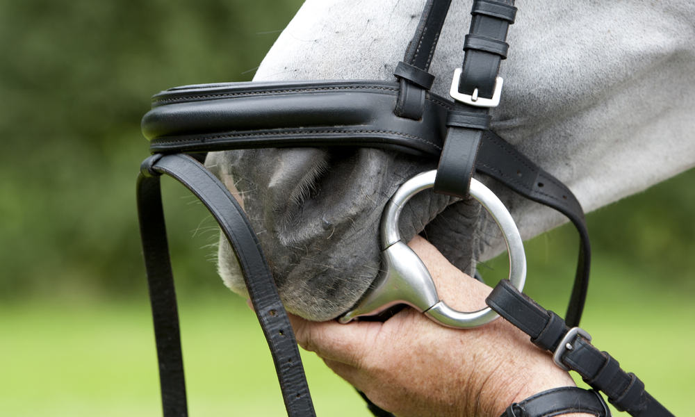 Types of Horse Bits Which is Right for You