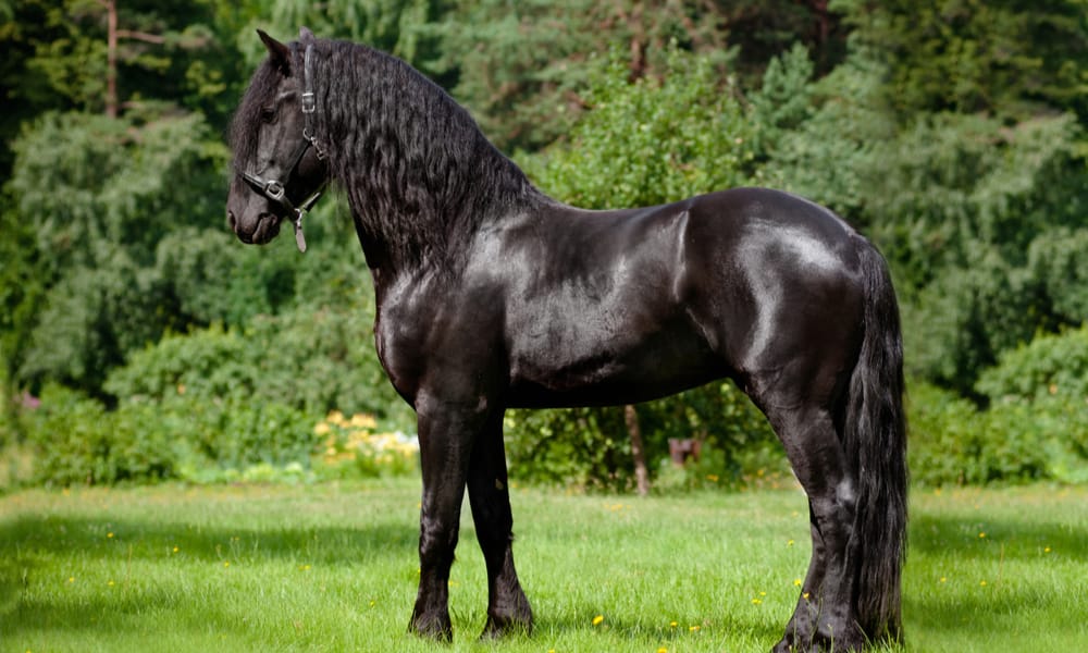 What are Friesian Horses Used For (9 Uses)